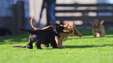Yavru köpeklerin yavaş çekimde eğlenmesi.