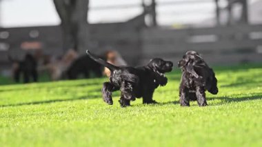 Komik spanyel yavruları Parlak güneş ışığının tadını çıkarıyorlar