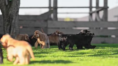 Mutlu köpekler taze çimlerde yavaş çekimde oynuyorlar.