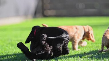 Yavru köpeklerin yavaş çekimde dışarıda eğlenmesi.