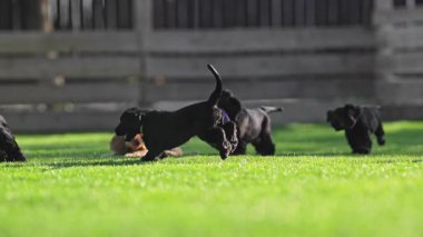 Şirin köpekler yeşil çimlerin üzerinde eğleniyor.
