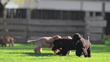 Neşeli spanyel yavruları gün ışığında dışarıda eğleniyorlar.
