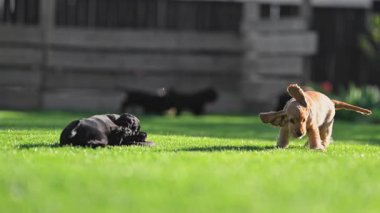 Komik hayvanlar dışarıda ağır çekimde neşeyle koşuyor.