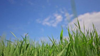 Gökyüzü arka planında rüzgarda dans eden canlı çimenlerin 4K yavaş çekimi