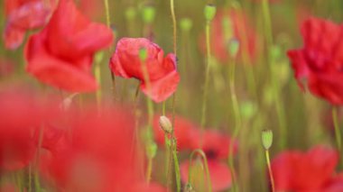Yaz gelincikleri rüzgarda sallanıyor