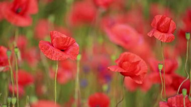 Gelincikler ve tomurcuklar yaz rüzgarında sallanır