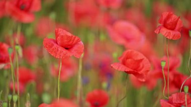 Yaz tarlasında kırmızı yapraklar usulca dalgalanıyor.