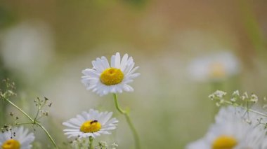 Daisy tarlası yaz boyunca sıcak güneş ışığıyla yıkandı.