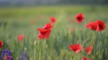 Kırmızı gelincikler ve kır çiçekleri yaz melteminde yavaşça sallanırlar, ağır çekim 4K