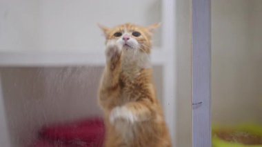 Kızıl kedinin yumuşak penk hareketleri yavaş çekimde sevgisini ve neşesini gösterir.