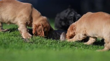 Siyah bir köpekle iki eğlenceli spanyel yeşil çimlerin üzerinde ağır çekimde eğleniyor, 4K sinemasında çekiliyor.