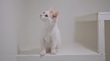 Zencefil aksanlı tüylü kedi yavrusu saf beyaz arka planda şakacı hareket eder.