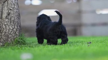 Yeşil alanda özgürce koşan neşeli siyah spanyeller