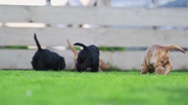 Bahçede oynayan şirin köpek sürüleri.