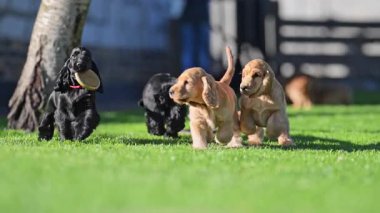 Sevimli siyah ve kırmızı köpek yavruları mutlu bir şekilde koşuyor.