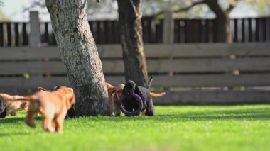 Yavru köpekler 4 km. Ağır çekimde koşuyor ve kovalıyorlar.