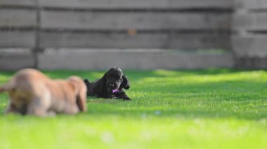 Küçük köpekler doğada doğal ışıkla mutlu bir şekilde koşuyorlar.