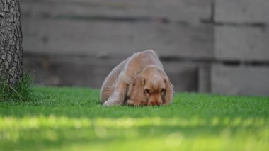 Yavrular birlikte açık havada sevgi ve dostluk gösteriyorlar.