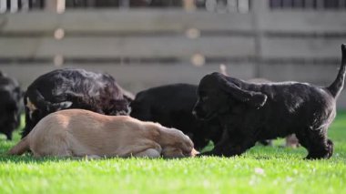 Neşeli küçük köpekler neşeli açık hava yaşam tarzları yaratıyor.