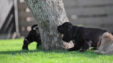 Neşeli yaz anlarından hoşlanan evcil hayvanların sinematik videosu