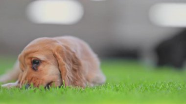 Sinema manzarasında yaz çimlerinde dinlenen komik küçük köpek.