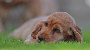Genç köpek yeşil çimenlikte odun çiğniyor, 4K.