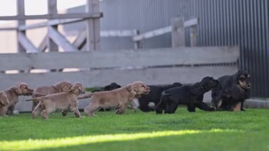Yeşil çimenlerde koşan sevimli yavru köpekler..