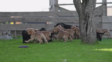 Heyecanlı köpek yavruları annelerinin peşinden koşuyor..