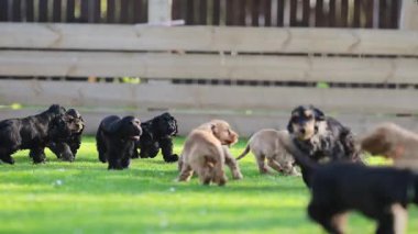 Komik, sevimli köpek yavruları dışarıda oynuyorlar..