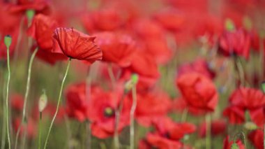 Canlı kırmızı gelincik çiçekleri ılık güneş ışığında dans eder