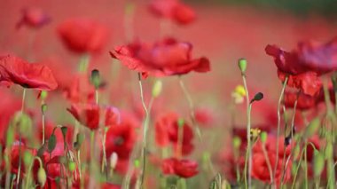 Kırmızı gelincikler ve yeşil saplar ağır çekimde sallanıyor