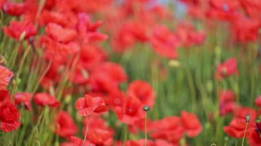 Yeşil haşhaş kökleri ve tomurcukları hareket halinde