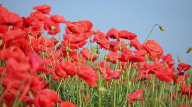Mavi gökyüzünün altında yavaş çekim kırmızı gelincikler