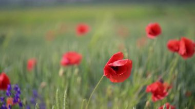 Haşhaş tarlası ve kır çiçekleri rüya gibi ağır çekimde yakalandı.