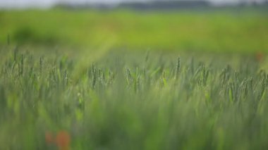 Bereketli yeşil buğday yavaş çekimde sallanıyor yumuşak güneş ışığı altında engin bir açık alanda.