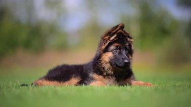 Adorable baby dog lying on summer field, cinematic slowmo video.