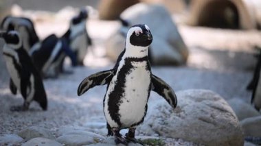 Slow motion penguin comedy moment in HD.