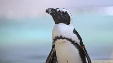 Funny penguin waddling portrait in 4K.