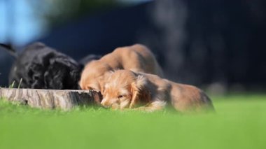 Happy little spaniel puppies running and playing in nature. Slow motion 4K video of adorable dogs outdoors