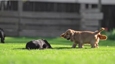 Happy dogs chasing each other in the backyard
