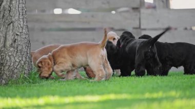 Happy spaniel puppies enjoying childhood fun in summer