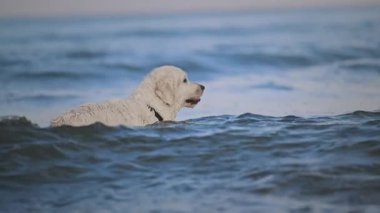 Joyful labrador retrievers play on the seashore.