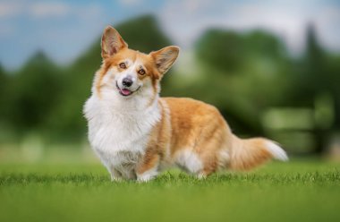 Yeşil çimenlerde gülümseyen komik Corgi, açık havada neşeli hayvan anı.