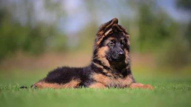 Cute shepherd puppy enjoying nature on grass, calm and peaceful.