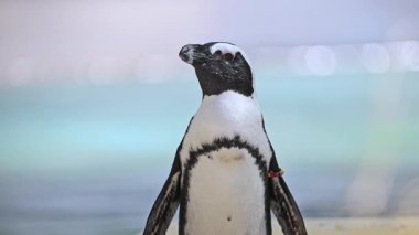 Clumsy penguin moment caught in 4K video.