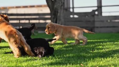 Cute pets enjoying outdoor playtime in sunshine