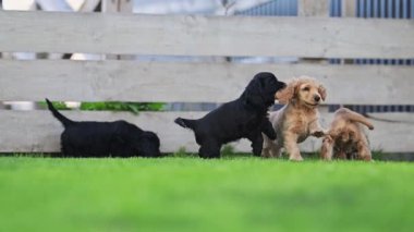 Black and red puppies chasing joyfully on the lawn