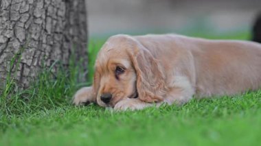 Adorable puppy lying in garden and playing with stick, 4K slow motion.