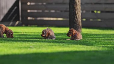 Funny slow motion video of dogs playing outside