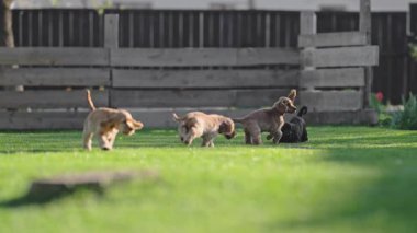 Dog siblings bonding through play in backyard